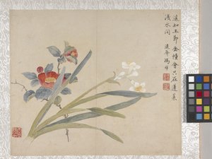 Álbum de 8 folhas de flores, meados de 1700 (tinta e cor sobre papel) de School Chinese