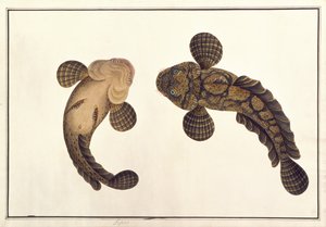 Lepoo, de "Desenhos de Animais, Insectos e Répteis de Malaca", c.1805-18 (guache e aguarela sobre papel) de School Chinese