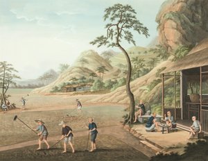 Produção de chá, c. 1820 (aguarela e tinta dourada sobre seda aplicada sobre papel) de School Chinese