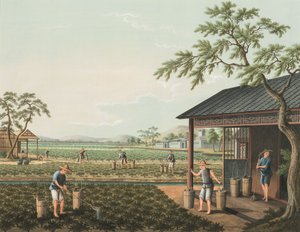 Produção de chá, c. 1820 (aguarela e tinta dourada sobre seda aplicada sobre papel) de School Chinese