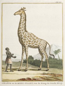 Girafa ou Kameel-paart, ilustração de 
