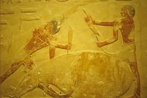 Antigo Egipto, Escultura/Pintura mural, Mastaba/Túmulo de Idout, Saqqara, 2323-2150 a.C., Touro abatido para sacrifício (foto) de School Egyptian