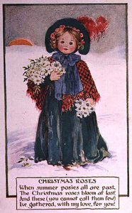 Rosas de Natal de School English
