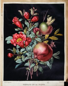 Romã e a sua flor - quadro botânico de School French