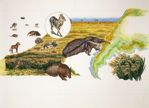 Argentina, os Pampas (cor litho) de School Italian