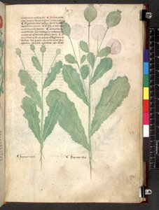 Egerton 747 Tractatus de herbis (Herbal) c.1280-1310 (tinta e cor em pergaminho) de School Italian
