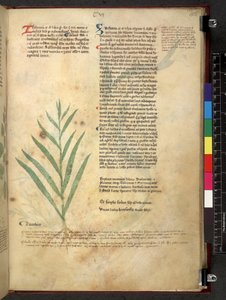Egerton 747 Tractatus de herbis (Herbal) c.1280-1310 (tinta e cor sobre o velo) de School Italian
