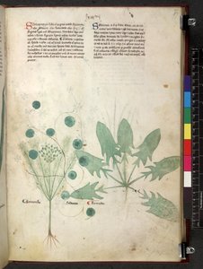Egerton 747 Tractatus de herbis (Herbal) c.1280-1310 (tinta e cor sobre o velo) de School Italian