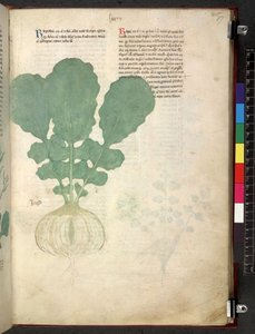 Egerton 747 Tractatus de herbis (Herbal) c.1280-1310 (tinta e cor em pergaminho) de School Italian