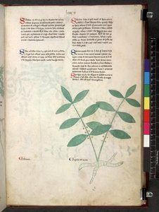 Egerton 747 Tractatus de herbis (Herbal) c.1280-1310 (tinta e cor sobre o velo) de School Italian