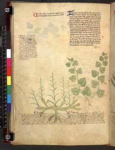 Egerton 747 Tractatus de herbis (Herbal) c.1280-1310 (tinta e cor sobre o velo) de School Italian