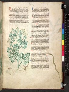 Egerton 747 Tractatus de herbis (Herbal) c.1280-1310 (tinta e cor sobre o velo) de School Italian