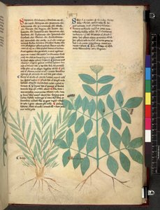 Egerton 747 Tractatus de herbis (Herbal) c.1280-1310 (tinta e cor em pergaminho) de School Italian