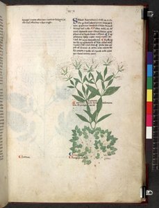 Egerton 747 Tractatus de herbis (Herbal) c.1280-1310 (tinta e cor em pergaminho) de School Italian
