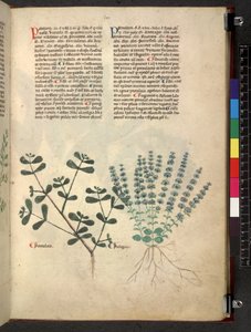 Egerton 747 Tractatus de herbis (Herbal) c.1280-1310 (tinta e cor sobre o velo) de School Italian