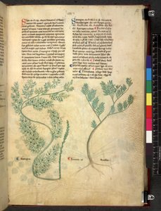 Egerton 747 Tractatus de herbis (Herbal) c.1280-1310 (tinta e cor sobre o velo) de School Italian