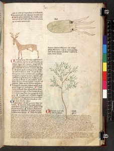 Egerton 747 Tractatus de herbis (Herbal) c.1280-1310 (tinta e cor em pergaminho) de School Italian