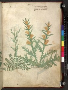 Egerton 747 Tractatus de herbis (Herbal) c.1280-1310 (tinta e cor em pergaminho) de School Italian