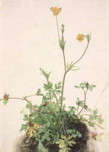 Alemão: Buttercup, Red Clover, and Plantain Buttercups, Red Clover, and Plantain de School of Albrecht Dürer