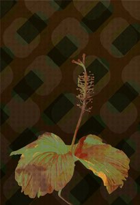 Hibisco, 2 2019 de Scott J. Davis