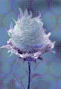 Wood Avens4, 2019 de Scott J. Davis