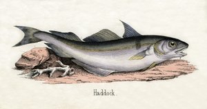Impressão Antiga de um Haddock de Scottish School