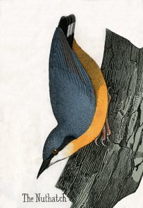 Impressão Antiga de um Nuthatch de Scottish School
