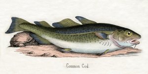 Impressão antiga de um Bacalhau do Atlântico de Scottish School