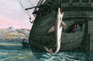Grande Tubarão Branco Apanhado no Mar de Scottish School