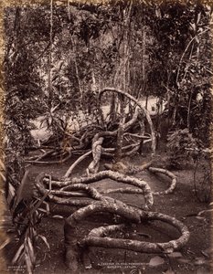 Um Creeper nos Jardins de Peradeniya, Ceilão de Scowen and Co.