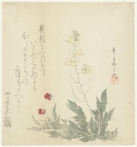 Plantas floridas de Seiseikyo Ryûshi