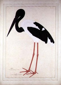 Cegonha-preta, Xenorhynchus Asiaticus, pintada para a Senhora Impey em Calcutá de Shaikh Zain ud Din (fl.1777 83)