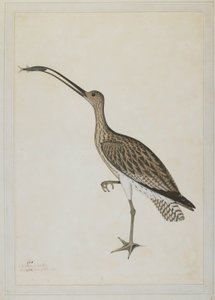 O Cachalote do Leste Devorando um Cachalote de Lama de Shaikh Zain ud Din (fl.1777 83)