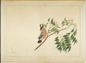 Brahminy Starling no galho de árvore de Neem, fólio de uma série encomendada por Lady Impey, 1780