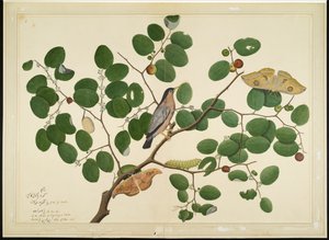 Brahminy Starling com duas traças de Antheraea, lagarta e casulo na árvore de jujuba da Índia, folha de uma série encomendada por Lady Impey, 1777