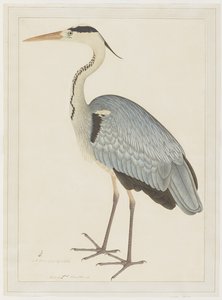 Garça-real cinzenta, folha de uma série encomendada por Lady Impey, c.1780-82