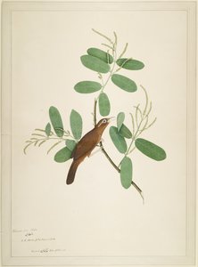 Hwamei no ramo Terminalia, folha de uma série encomendada por Lady Impey, 1780