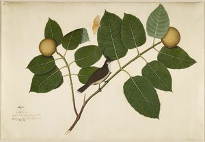 Bulbul de bigode vermelho e traça de Aganais Ficus no ramo de Kadamba, fólio de uma série encomendada por Lady Impey, 1777