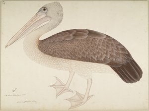 Pelican Spotbilled, folha de uma série encomendada por Lady Impey, c.1780-82