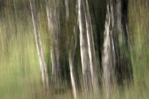 Serenidade da Floresta Desfocada de Sheila Bernard
