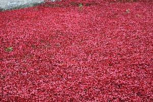 Terras varridas sangue e mares do vermelho, torre de Londres, 2014.