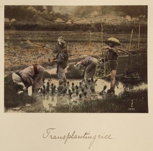 Transplantação de arroz