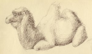 Camelo, c1951. de Shirley Markham