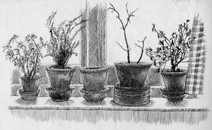 Plantas mortas no peitoril da janela, 1952. de Shirley Markham