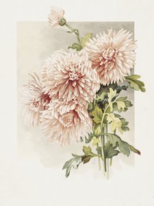 Crisântemos de Sidney Thomas Callowhill