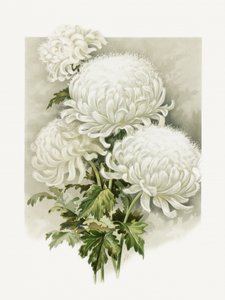 Sra. Alpheus Hardy de Sidney Thomas Callowhill