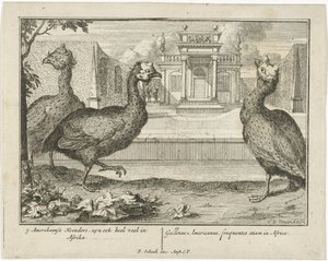 Pintada
3 American Fowl, são também muito comuns em África (...) (título sobre o objecto) de Sieuwert van der Meulen