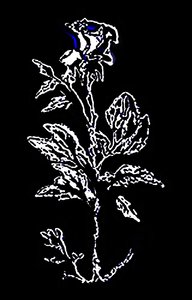 Elegância nocturna cintilante de Silvia Martini