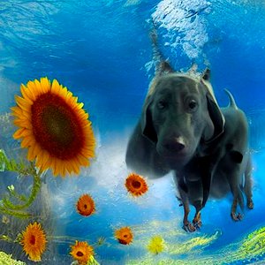 "Underwaterdog: Um mergulho no inesperado" de Silvia Martini