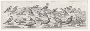 Paisagem com diferentes tipos de pássaros. Pássaros e insetos (título da série) de Simon Frisius